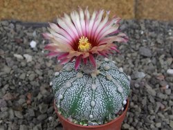 Astrophytum capricorne X red flower oibo akabana, pot 5,5 cm - 12407655