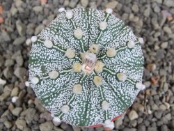 Astrophytum capricorne X red flower oibo akabana, pot 5,5 cm - 12407656