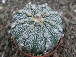 Astrophytum capricorne X red flower oibo akabana, pot 5,5 cm - 12407657
