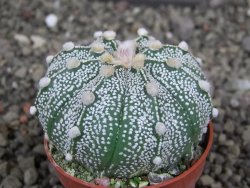 Astrophytum capricorne X red flower oibo akabana, pot 5,5 cm - 12407658