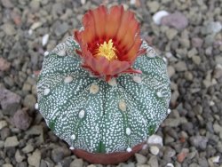 Astrophytum capricorne X red flower oibo akabana, pot 5,5 cm - 12407659