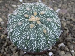 Astrophytum capricorne X red flower oibo akabana, pot 5,5 cm - 12407662