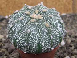 Astrophytum capricorne X red flower oibo akabana, pot 5,5 cm - 12407663