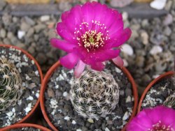 Lobivia sp. pot 5,5 cm