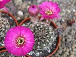 Lobivia sp. pot 5,5 cm - 12407671
