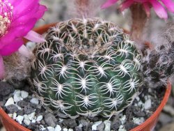 Lobivia sp. pot 5,5 cm - 12407672