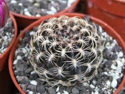Lobivia sp. pot 5,5 cm - 12407673