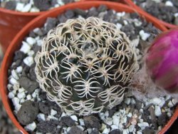 Lobivia sp. pot 5,5 cm - 12407674