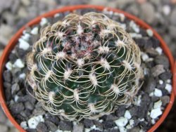 Lobivia sp. pot 5,5 cm - 12407675