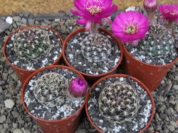 Lobivia sp. pot 5,5 cm - 12407676