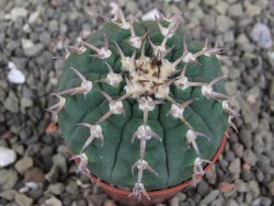 Gymnocalycium spegazzinii unguispinum SL 44b, pot 5,5 cm - 12407692
