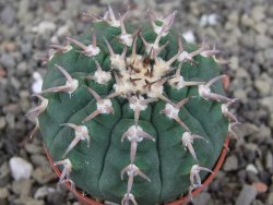 Gymnocalycium spegazzinii unguispinum SL 44b, pot 5,5 cm - 12407697