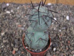 Tephrocactus geometricus pot 5,5 cm - 12407698