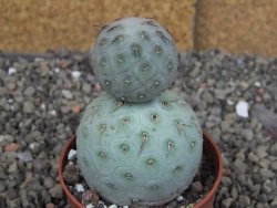 Tephrocactus geometricus pot 5,5 cm - 12407703