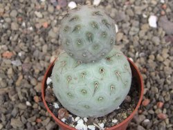 Tephrocactus geometricus pot 5,5 cm - 12407704