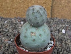 Tephrocactus geometricus pot 5,5 cm - 12407706