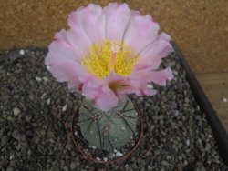 Tephrocactus geometricus pot 6,5 cm - 12407707