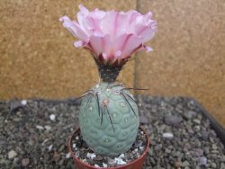 Tephrocactus geometricus pot 6,5 cm - 12407710