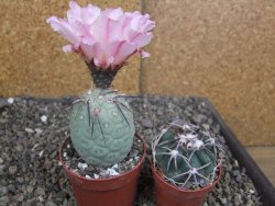 Tephrocactus geometricus pot 6,5 cm - 12407711