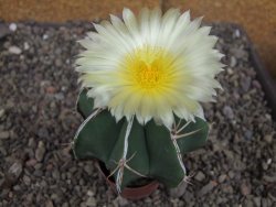 Astrophytum Dinosaur X ornatum květináč 5,5 cm - 12407719
