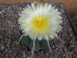 Astrophytum Dinosaur X ornatum květináč 5,5 cm - 12407720