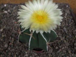 Astrophytum Dinosaur X ornatum květináč 5,5 cm - 12407721