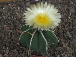 Astrophytum Dinosaur X ornatum květináč 5,5 cm - 12407722