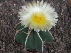 Astrophytum Dinosaur X ornatum květináč 5,5 cm - 12407723