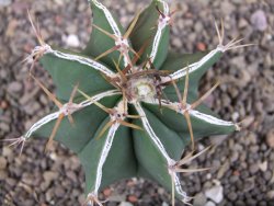 Astrophytum Dinosaur X ornatum květináč 5,5 cm - 12407726