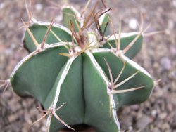 Astrophytum Dinosaur X ornatum květináč 5,5 cm - 12407727