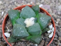 Ariocarpus lloydii pot 5,5 cm - 12407729