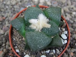 Ariocarpus lloydii pot 5,5 cm - 12407733
