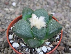 Ariocarpus lloydii pot 5,5 cm - 12407734