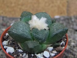 Ariocarpus lloydii pot 5,5 cm - 12407735