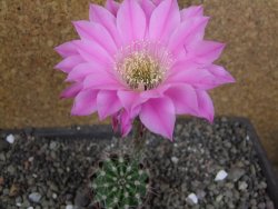 Echinopsis hybrid pot 5,5 cm - 12407737