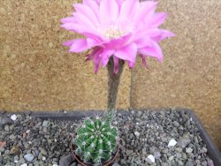 Echinopsis hybrid pot 5,5 cm - 12407739