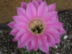 Echinopsis hybrid pot 5,5 cm - 12407740