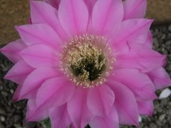 Echinopsis hybrid pot 5,5 cm - 12407741