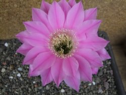 Echinopsis hybrid pot 5,5 cm - 12407742