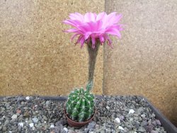 Echinopsis hybrid pot 5,5 cm - 12407743