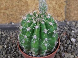 Echinopsis hybrid pot 5,5 cm - 12407744