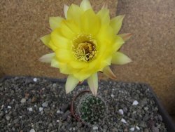 Echinopsis hybrid pot 5,5 cm - 12407752