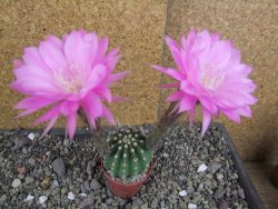 Echinopsis hybrid pot 5,5 cm - 12407754