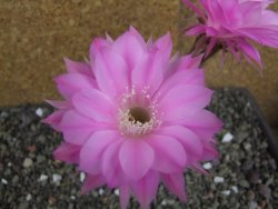 Echinopsis hybrid pot 5,5 cm - 12407755