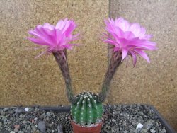 Echinopsis hybrid pot 5,5 cm - 12407756