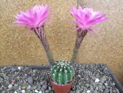 Echinopsis hybrid pot 5,5 cm - 12407758