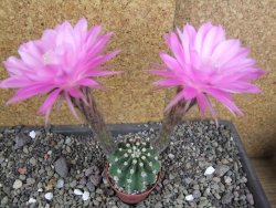 Echinopsis hybrid pot 5,5 cm - 12407759