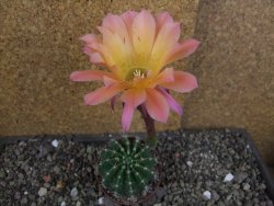 Echinopsis hybrid pot 7 cm - 12407760