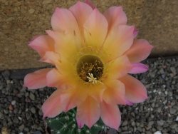 Echinopsis hybrid pot 7 cm