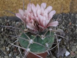 Gymnocalycium armatum LH1431 Pajcho centro, Tarija, pot 5,5 cm - 12407768